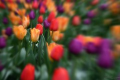 Focus Tulips