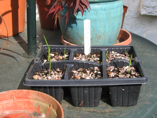 Day Lily Seedlings