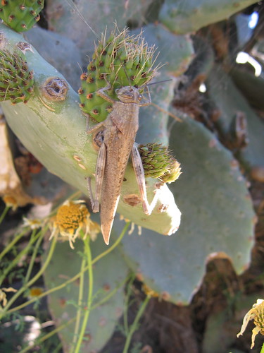 grasshopper on prickly pear