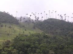 Wax palms Colombia Armenia Quindio Latin America Cocora valley