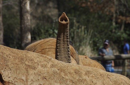 Elephant Trunk, For Real (Up Periscope)