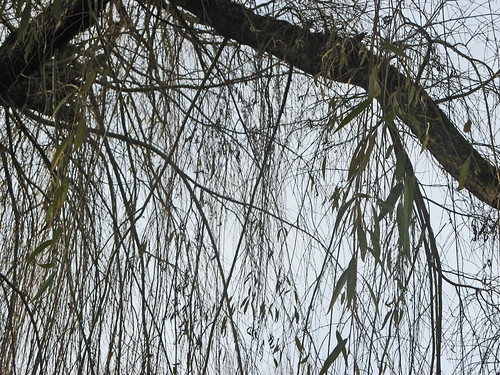 Willow Tree Branch. leaves