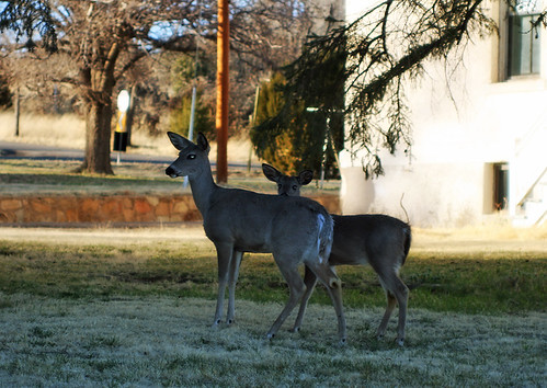 Dual Deer