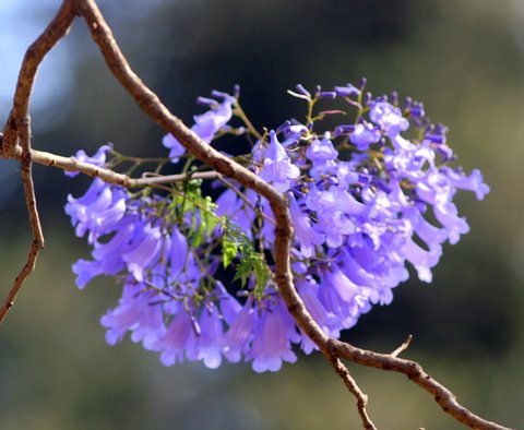 Jacaranda blooms
