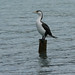 White fronted Shag