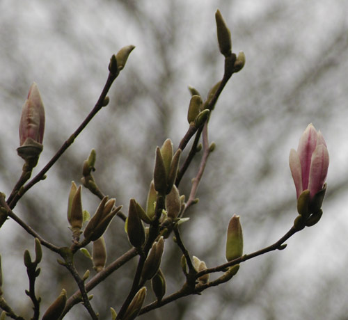 magnolia 3-17-07
