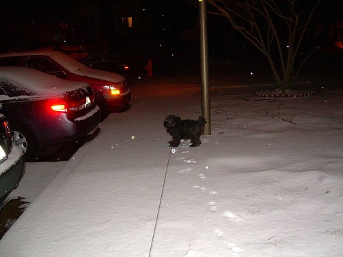 poodle in the snow