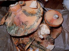 milk saffron mushrooms