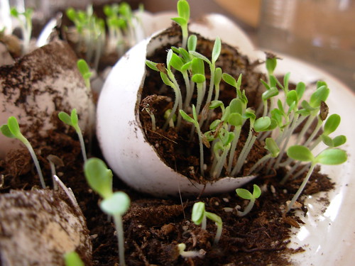 lettuce seedlings in egg shells