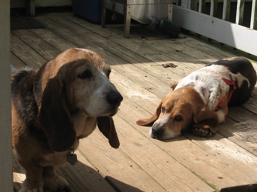 Ruben and Toby on the Deck