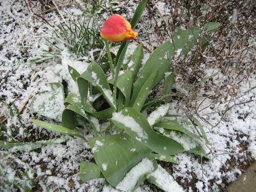 Snow on Tulips