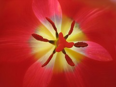 Tulip Star