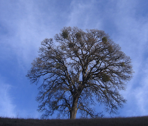 An oak tree