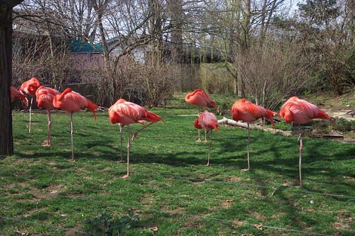 Headless Flamingos