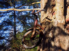 bike-in-tree