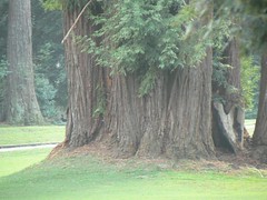 Redwood trees on the golf course