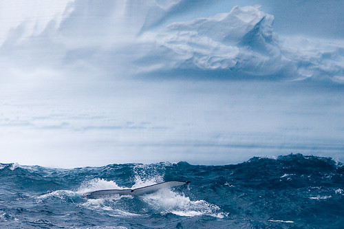 Humpback whale fluke, diving under an iceberg,  Southern Ocean by Greenpeace Esperanza