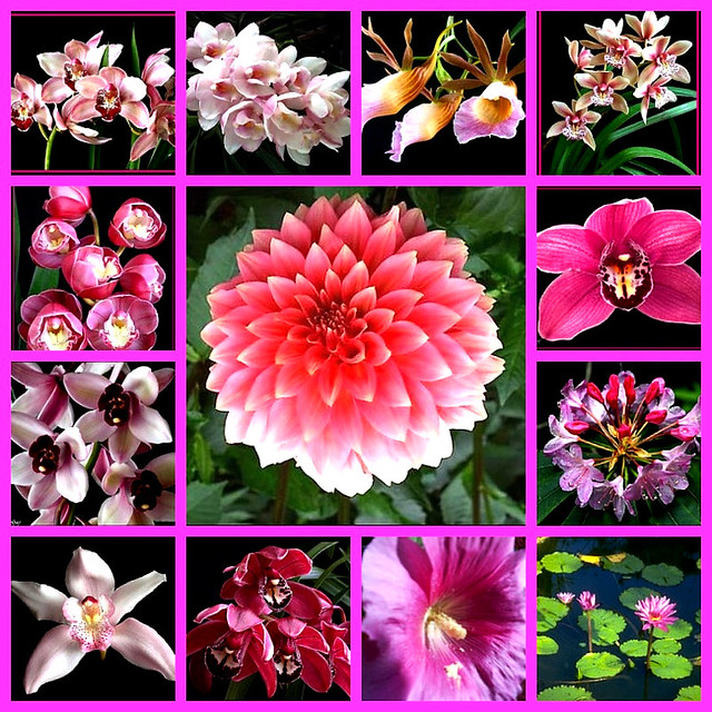 My Pink flowers by Elisabeth Gaj ( I`m back )