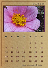 March Calendar Wood