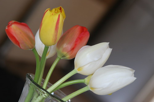 Jerusalem Tulip Flower. jerusalem tulip