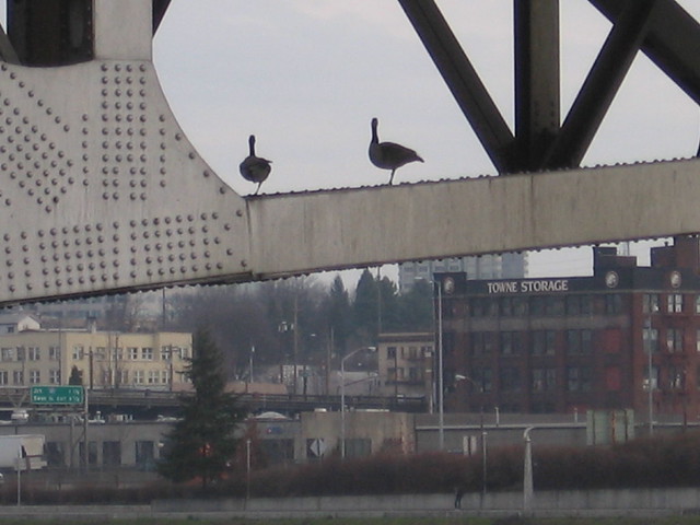 geese, morrison bridge