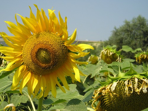 Sunflower - foto di rogilde - roberto la forgia