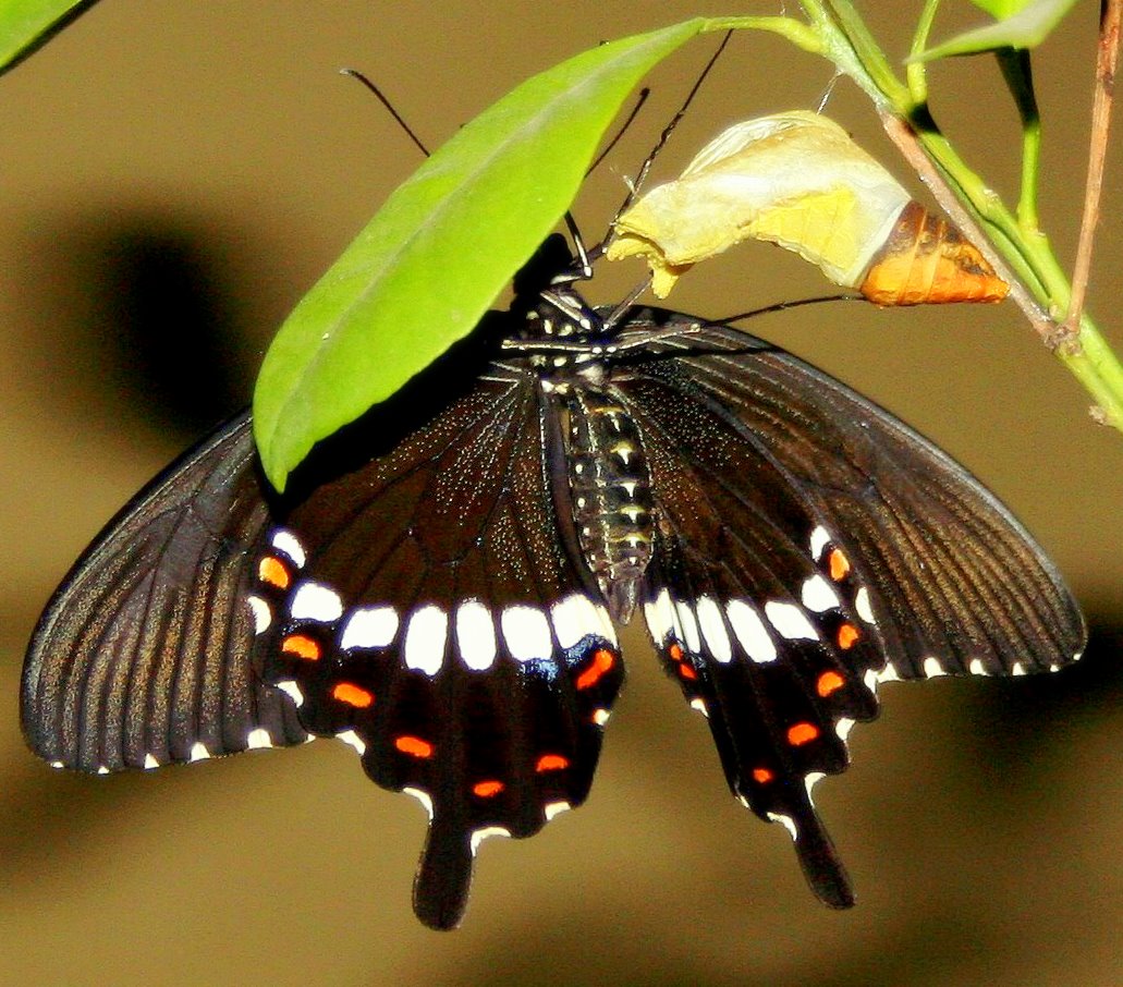 Papilio cresphontes; giant black swallowtail butterfly