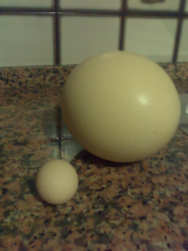 Cuestión de huevos