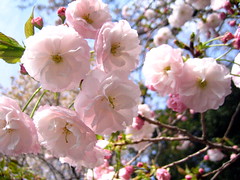 Cherry Blossoms up close