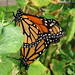 monarch lovin 2
