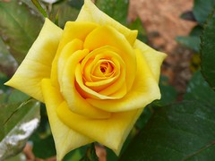 黃色玫瑰