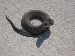 Cotton Mouth Snake