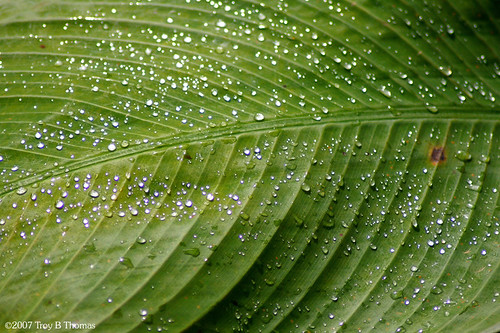 20070411_LeafWaterdrops_1