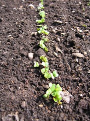 Radishes germinate