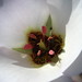 Catalina Mariposa Lily by fractalv