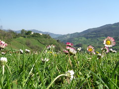 Fields of Ronzon