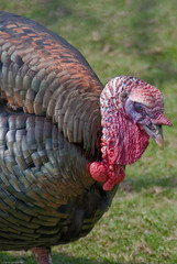 closeup of a turkey in minnesota