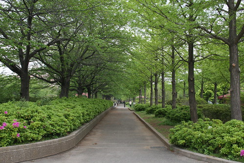 namikimichi - road lined with trees