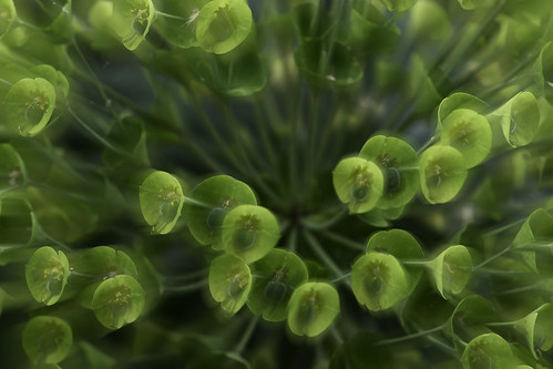 Green Flowers Macro Zoom Effect by Adam Buteux.