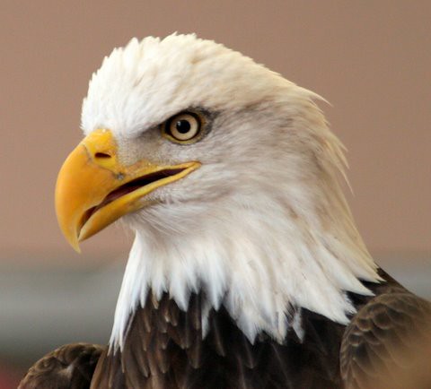Bald Eagle, Alton, 21 Jan 07