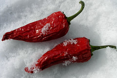 Chilly peppers!
