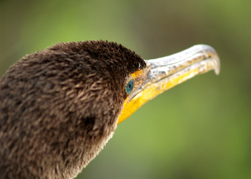 Cormorant Beak