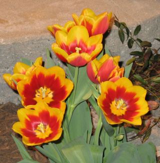tulips for GTS