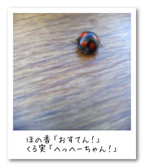 ladybug / てんとうむし