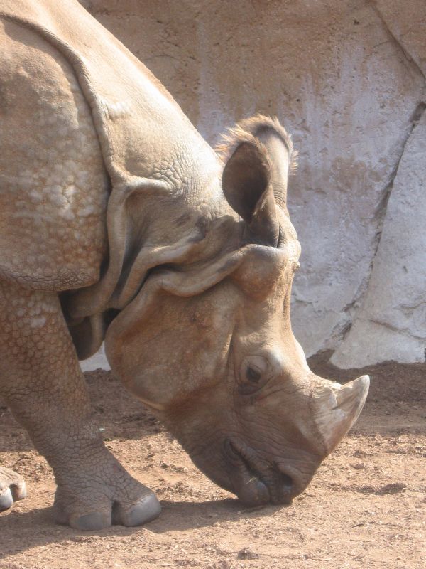 Peeing Rhino