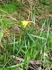 A Lonely Daffodil