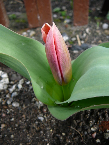 Tulpen 2007 (01)