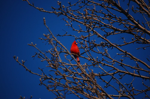 Cardinal Roost
