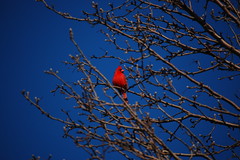 Cardinal Roost