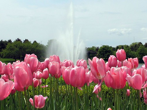 Pink Tulips and Waterspout
